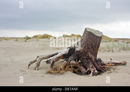 A tree trunk washed ashore on a beach Stock Photo