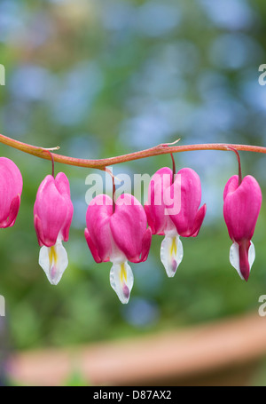 Lamprocapnos spectabilis. Bleeding heart flowers Stock Photo