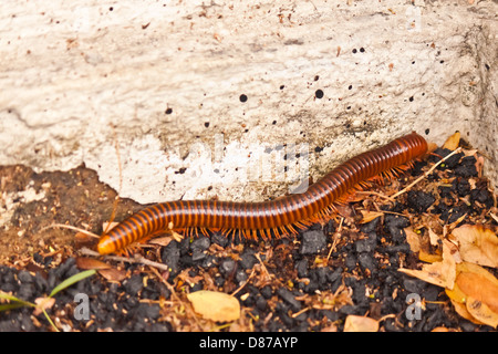 Millipedes naturally Stock Photo