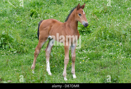 Horse Foal Stock Photo