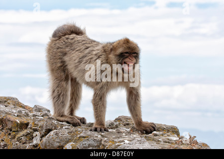 Breeding condition female Barbary Macaque - greeting grin Stock Photo