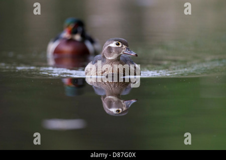 A swimming hen wood duck followed by a drake in the background. Stock Photo