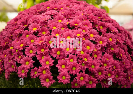 20.5.2013, London, UK. Chrysanthemums on display in the Great Pavilion at the RHS Chelsea Flower Show. Stock Photo
