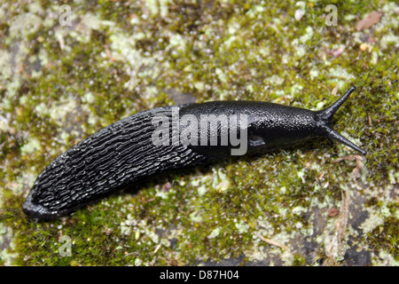 Black round back slug (Arion ater Stock Photo - Alamy