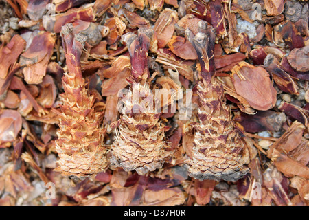 Pine Cones Eaten By Grey Squirrel Sciurus carolinensis Stock Photo