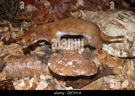 Taxidermy Specimen Weasel Mustela nivalis Stock Photo