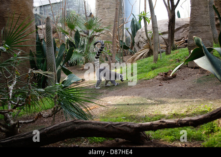 Ring-tailed Lemur (Lemur catta) at Bronx Zoo's 'Madagascar Exhibit' with glass enclosed natural habitat viewing, New York City Stock Photo