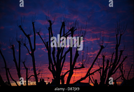 Stunning London sunset sky with the outline of a tree in the foreground Stock Photo
