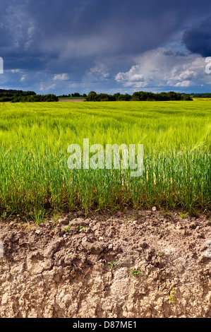 Ripening barley against dark clouds / sky - France Stock Photo - Alamy