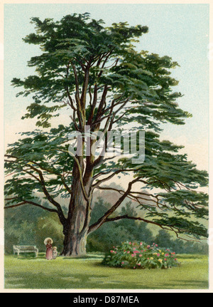 Trees Cedar Lebanon Stock Photo