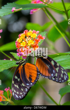 Two butterflies on flower at the Butterfly show at the Franklin Park Conservatory in Columbus Ohio Stock Photo