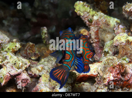 Mating Mandarinfish (Synchiropus Splendidus), Lembeh Strait, Indonesia Stock Photo