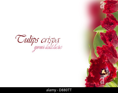 Fringed red tulips (crispa) collage on the right side Stock Photo