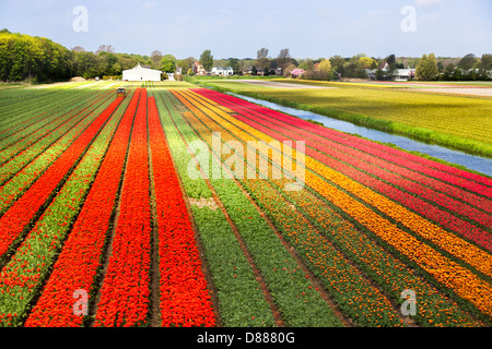 Colourful tulip bulbfields being harvested near Leiden and the Keukenhof Gardens in Holland (Netherlands) Stock Photo