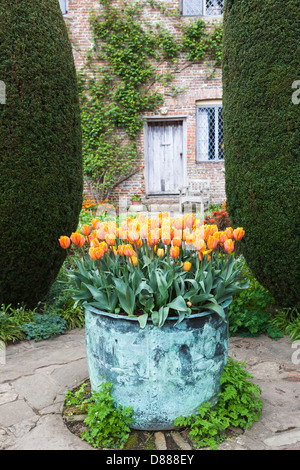 Orange tulips in metal container at Sissinghurst Castle, Kent, England (tulipa Prinses Irene) Stock Photo