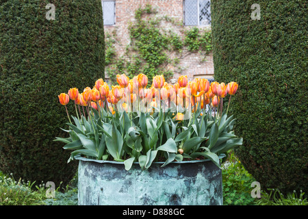 View of attractive orange tulips flowering in spring in a display in a metal container at Sissinghurst Castle, Kent, England (tulipa Prinses Irene) Stock Photo