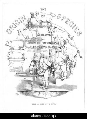 Origin Species, CH Bennett, title page Stock Photo