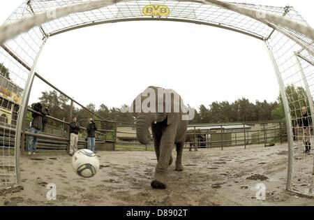 Elephant girl Nelly kicks the ball into the goal of Dortmund at the outdoor compound of the Serengeti Park near Hodenhagen, Germany, 22 May 2013. With the goal, Nelly tips Bayern Munich to win the Champions League final against Dortmund on 25 May. Photo: HOLGER HOLLEMANN Stock Photo