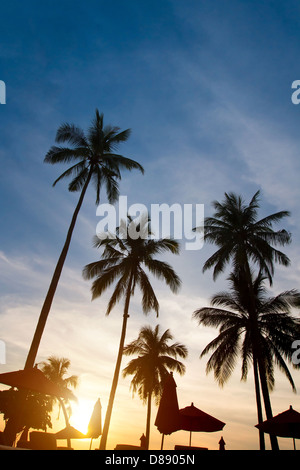 abstract silhouettes of palm trees on sunset Stock Photo