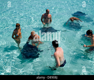 Cayman Islands Grand Cayman Stingray City People In The Sea With Stingrays Stock Photo