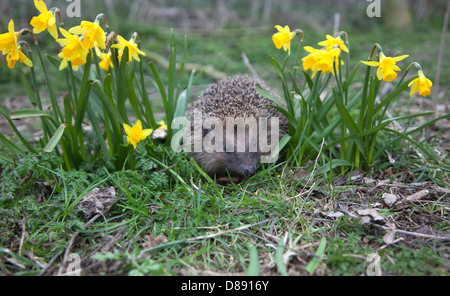 European hedgehog in garden Stock Photo