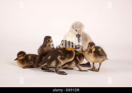 Mute swan cygnet and mallard ducklings in studio Stock Photo