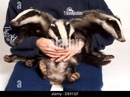 Three badger cubs in hand Stock Photo