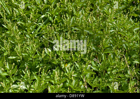 Flowering plants of dog's mercury, Mercurialis perennis, in woodland Stock Photo