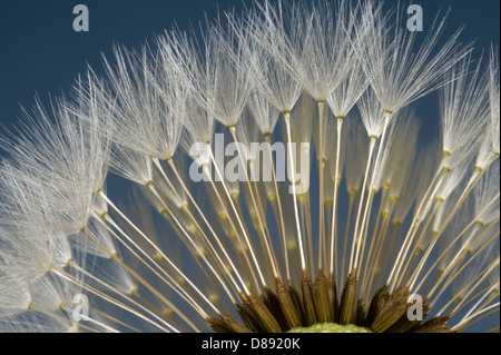'Parachutes' or pappus of a dandelion, Taraxacum officinale, seedhead Stock Photo