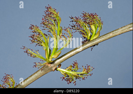 Flowers on ash, Fraxinus excelsior, wood in spring Stock Photo