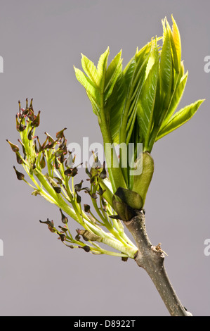 Flowers and young leaves on ash, Fraxinus excelsior, wood in spring Stock Photo