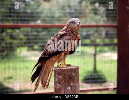Red kite on perch in aviary Stock Photo