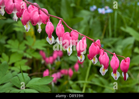 Bleeding Heart Flowers, lamprocapnos spectabilis. (formerly Dicentra spectabilis) Stock Photo