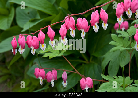 Bleeding Heart Flowers, lamprocapnos spectabilis. (formerly Dicentra spectabilis) Stock Photo