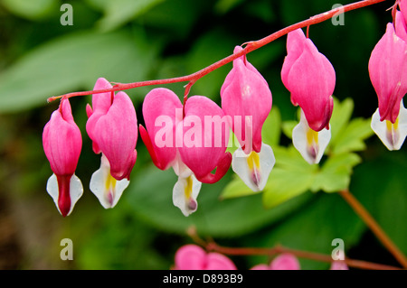 Bleeding Heart Flowers, lamprocapnos spectabilis. (formerly Dicentra spectabilis) Stock Photo