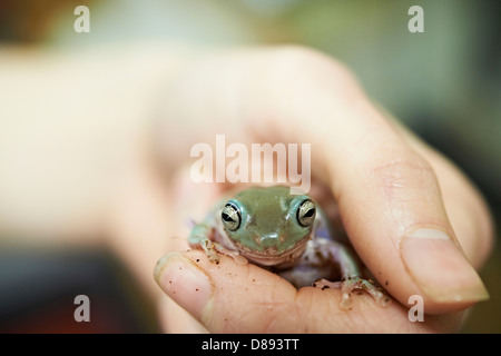 A Tree Frog in owners hands Stock Photo