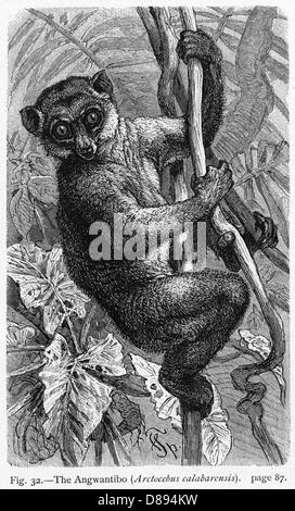 ANGWANTIBO - 2 Stock Photo - Alamy