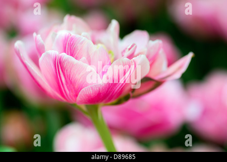 Flowers: single pink tulip on natural blurred background, low DOF, soft focus close-up shot. Stock Photo
