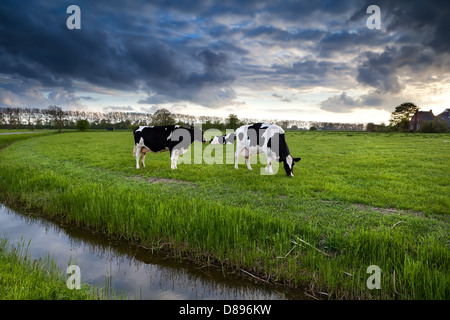 black and white cows on green pasture before sunset Stock Photo