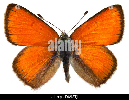 Purple-edged Copper butterfly (Lycaena hippothoe) isolated on white background Stock Photo