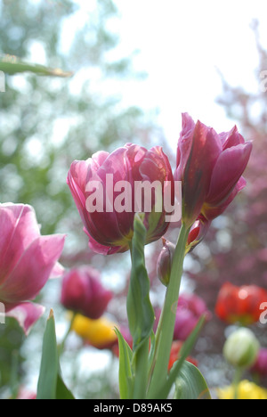 Purple tulips at the Tulip Time festival in Holland, Michigan Stock Photo