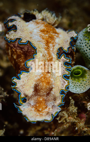A Girdled Glossodoris Nudibranch Stock Photo