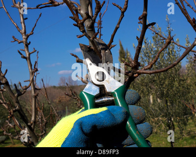 hand with a glove pruning with scissors Stock Photo