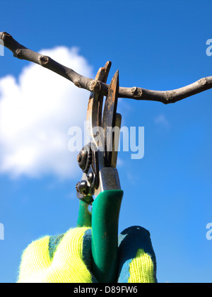 hand with a scissors pruning Stock Photo