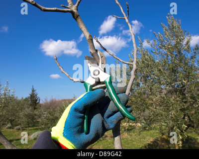 hand in the blue glove pruning with scissors Stock Photo