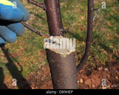 protecting wound after pruning with the wax Stock Photo