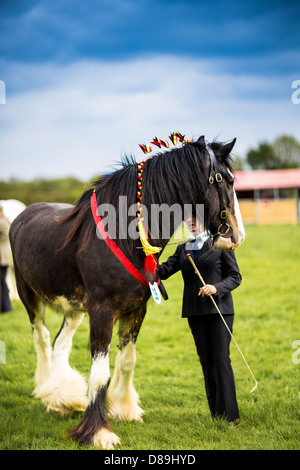 Heavy Horse Cart Horse Draft Horse at a Show East Bysshe Surrey England Stock Photo