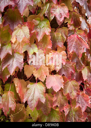 Close up photograph of Boston ivy, creeper, Parthenocissus Tricuspidata, Japanese ivy, vine, climbing up wall. Stock Photo