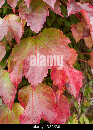 Close up photograph of Boston ivy, creeper, Parthenocissus Tricuspidata, Japanese ivy, vine, climbing up wall. Stock Photo