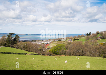 Sheep grazing in a field in hills on the Welsh coast above Llanfairfechan, Conwy, North Wales, UK, Britain Stock Photo